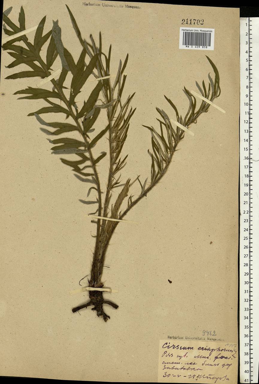 Lophiolepis decussata (Janka) Del Guacchio, Bures, Iamonico & P. Caputo, Eastern Europe, Central region (E4) (Russia)