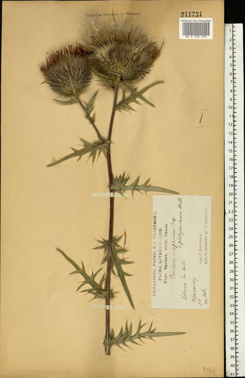 Lophiolepis decussata (Janka) Del Guacchio, Bures, Iamonico & P. Caputo, Eastern Europe, Central forest-and-steppe region (E6) (Russia)