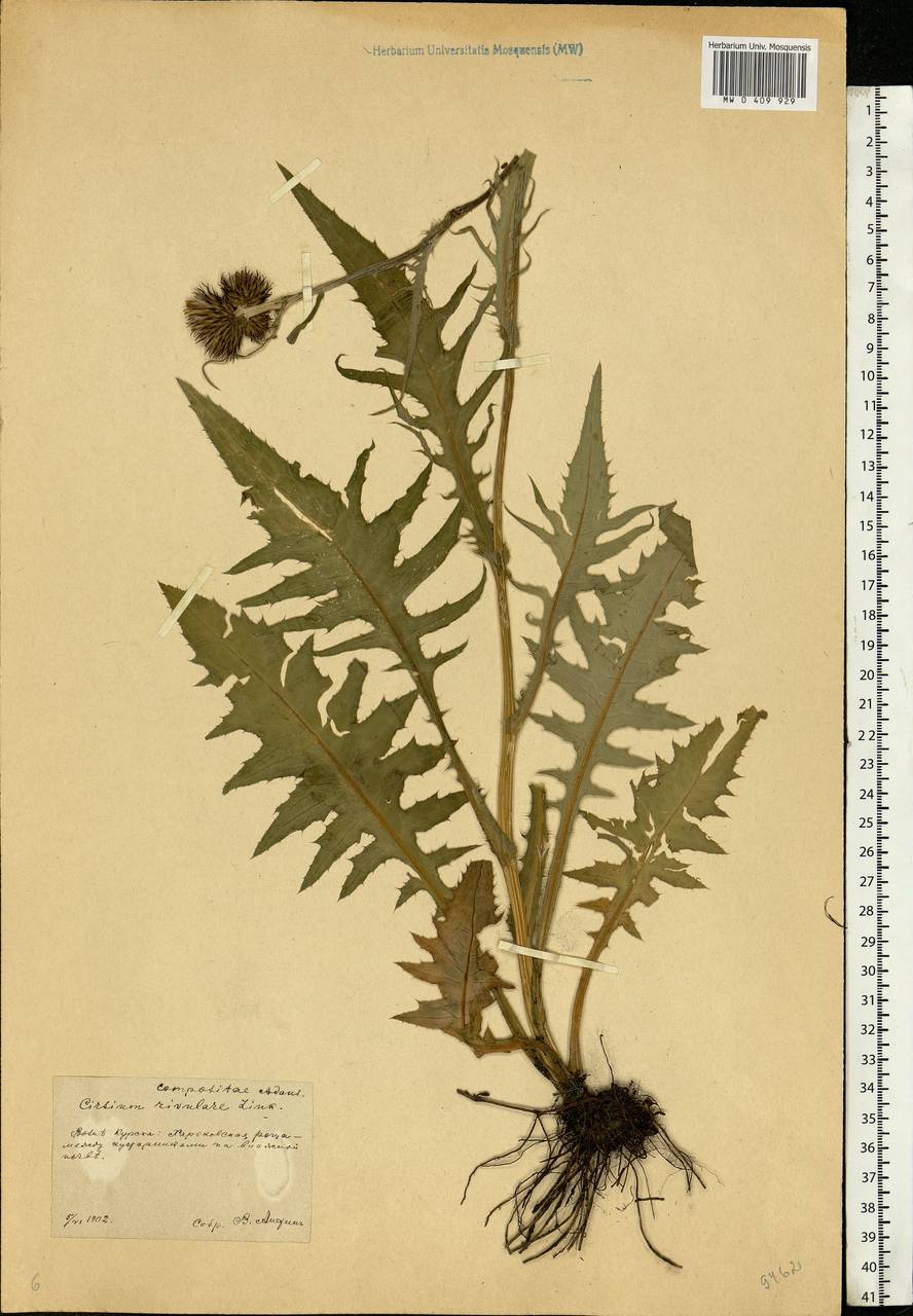 Cirsium rivulare (Jacq.) All., Eastern Europe, Central forest-and-steppe region (E6) (Russia)