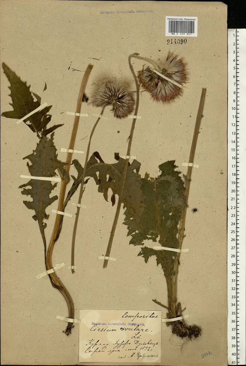 Cirsium rivulare (Jacq.) All., Eastern Europe, Central forest-and-steppe region (E6) (Russia)