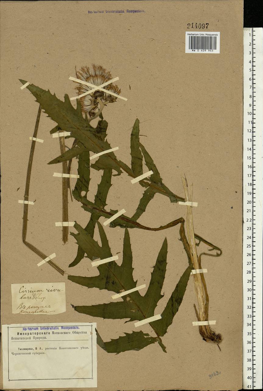 Cirsium rivulare (Jacq.) All., Eastern Europe, North Ukrainian region (E11) (Ukraine)