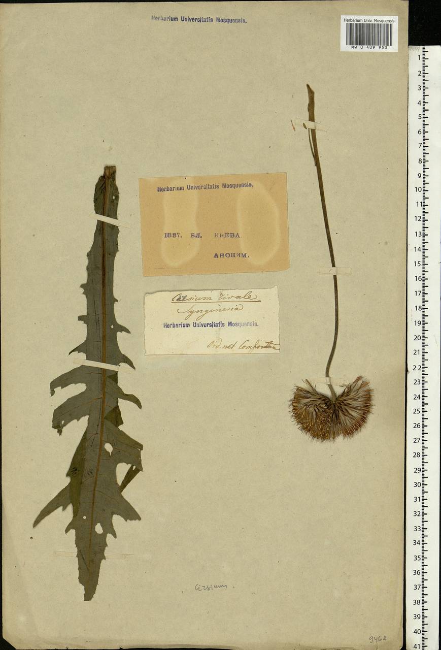 Cirsium rivulare (Jacq.) All., Eastern Europe, North Ukrainian region (E11) (Ukraine)
