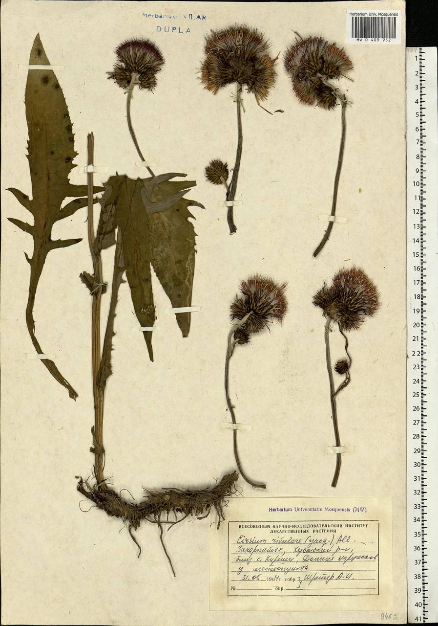 Cirsium rivulare (Jacq.) All., Eastern Europe, West Ukrainian region (E13) (Ukraine)