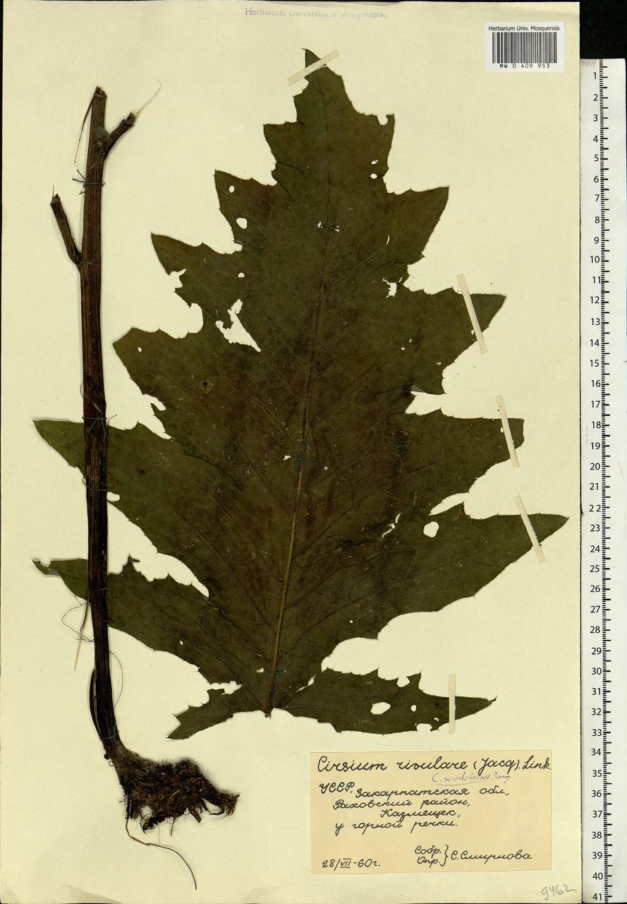 Cirsium rivulare (Jacq.) All., Eastern Europe, West Ukrainian region (E13) (Ukraine)