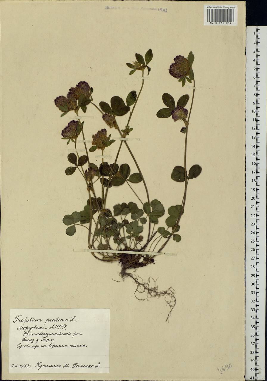 Trifolium pratense L., Eastern Europe, Middle Volga region (E8) (Russia)