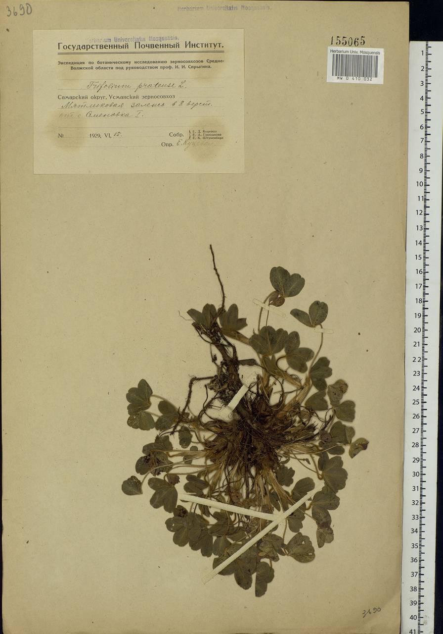 Trifolium pratense L., Eastern Europe, Middle Volga region (E8) (Russia)