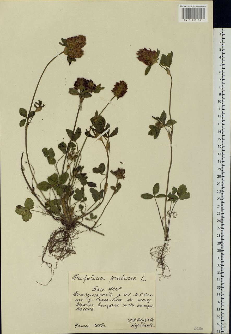 Trifolium pratense L., Eastern Europe, Eastern region (E10) (Russia)