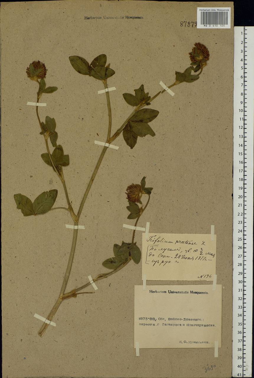 Trifolium pratense L., Eastern Europe, North Ukrainian region (E11) (Ukraine)