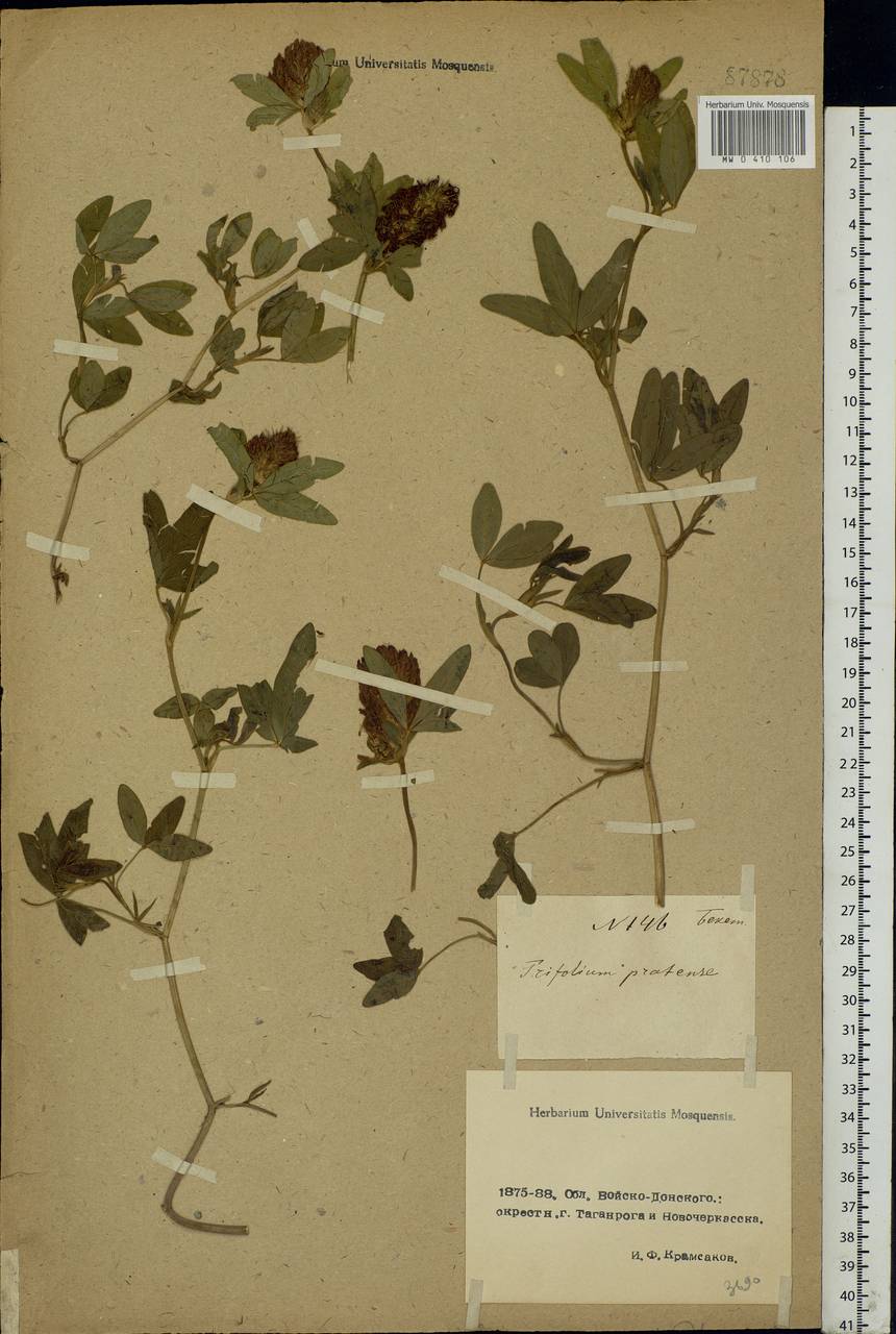 Trifolium pratense L., Eastern Europe, Rostov Oblast (E12a) (Russia)