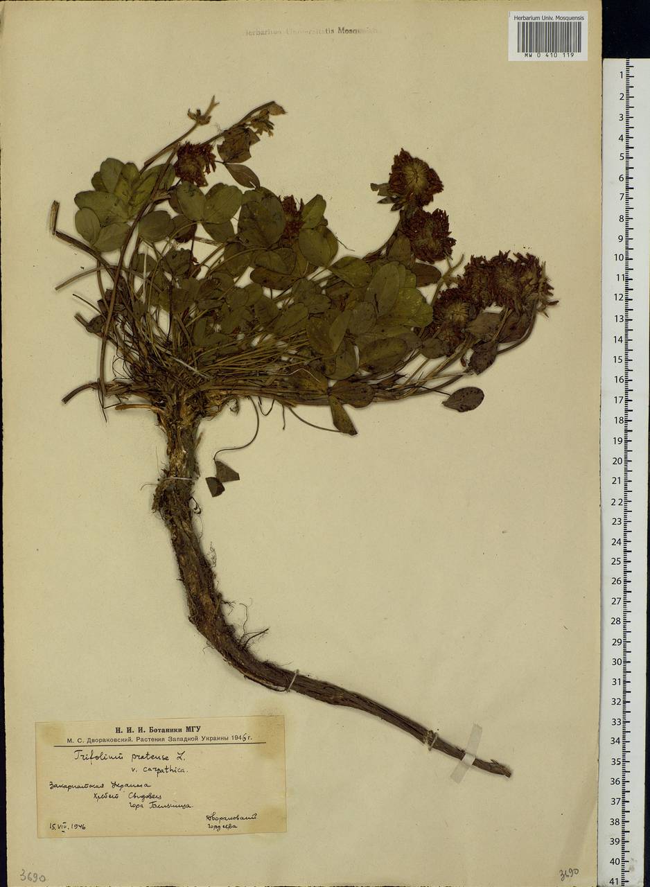 Trifolium pratense L., Eastern Europe, West Ukrainian region (E13) (Ukraine)