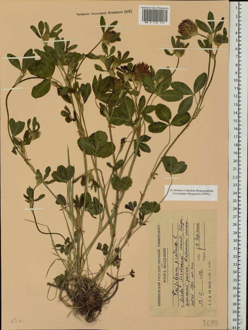 Trifolium pratense L., Eastern Europe, Moldova (E13a) (Moldova)