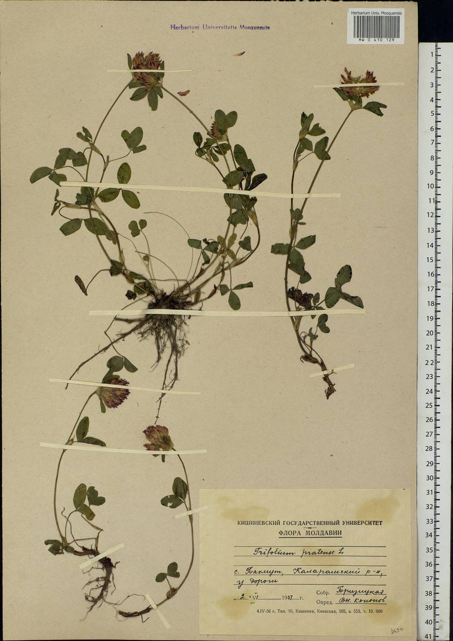 Trifolium pratense L., Eastern Europe, Moldova (E13a) (Moldova)