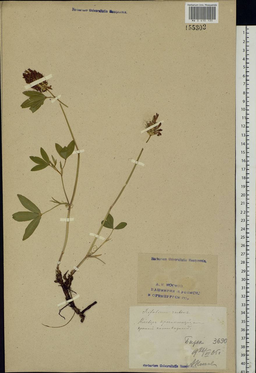 Trifolium rubens L., Eastern Europe, Eastern region (E10) (Russia)