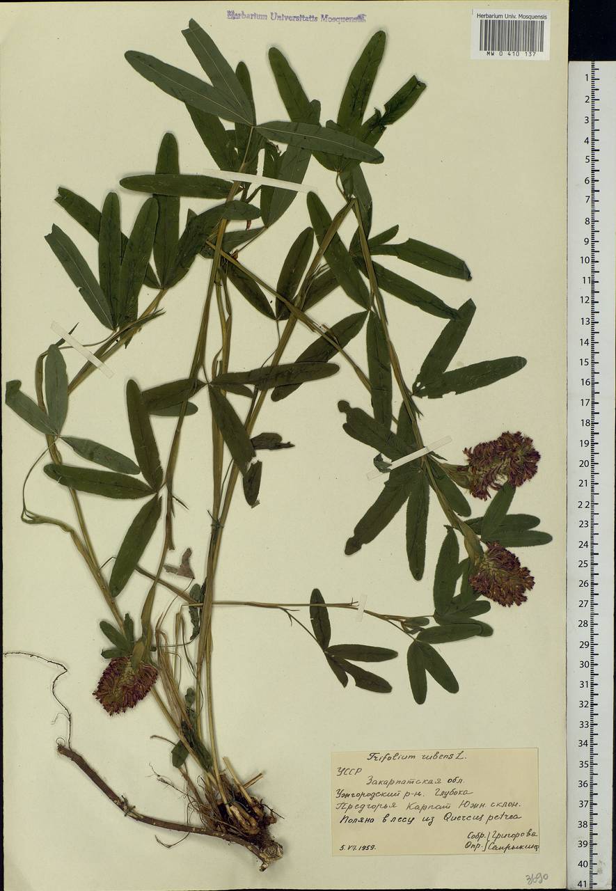 Trifolium rubens L., Eastern Europe, West Ukrainian region (E13) (Ukraine)