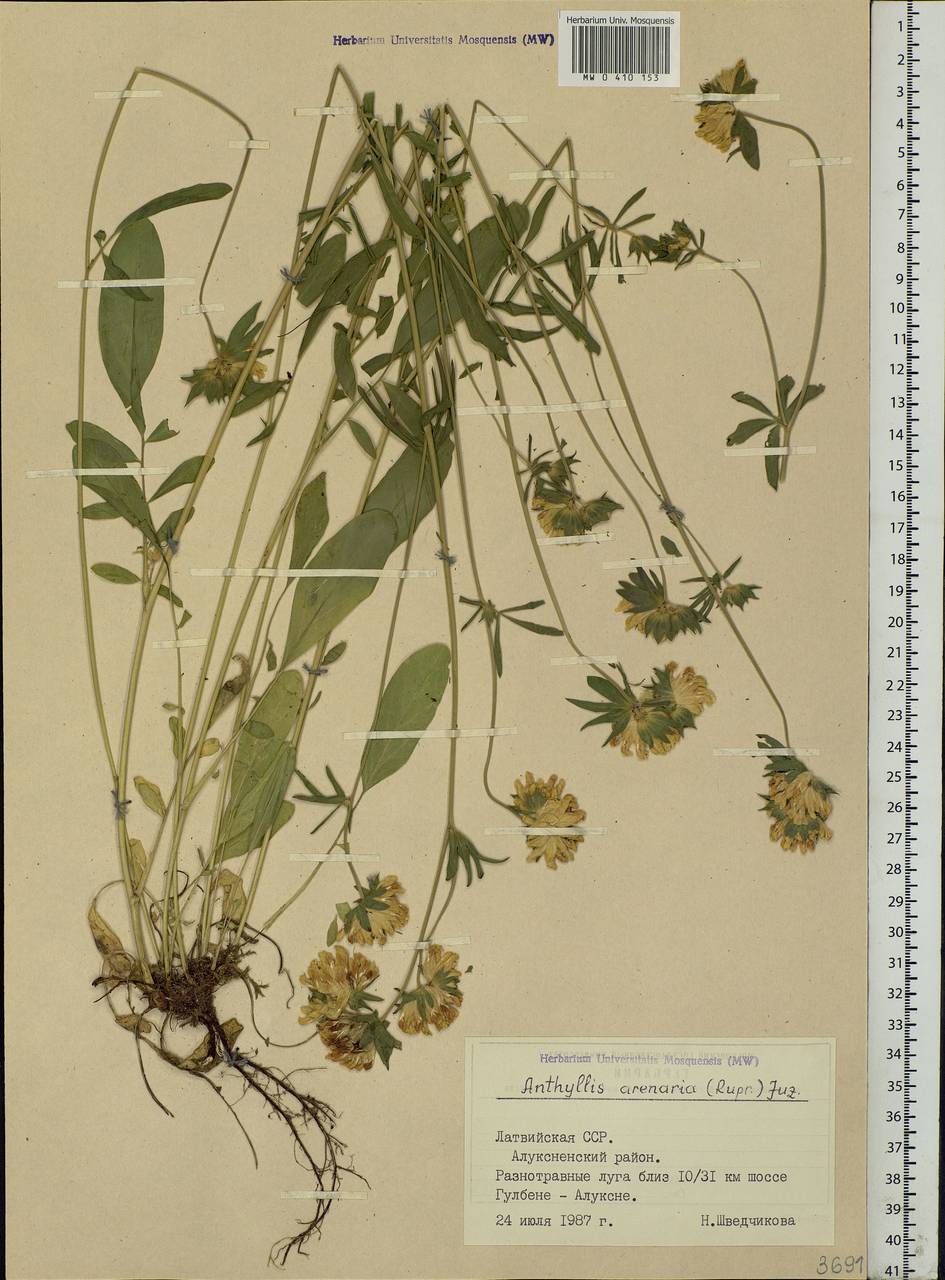 Anthyllis vulneraria subsp. polyphylla (DC.)Nyman, p.p., Eastern Europe, Latvia (E2b) (Latvia)