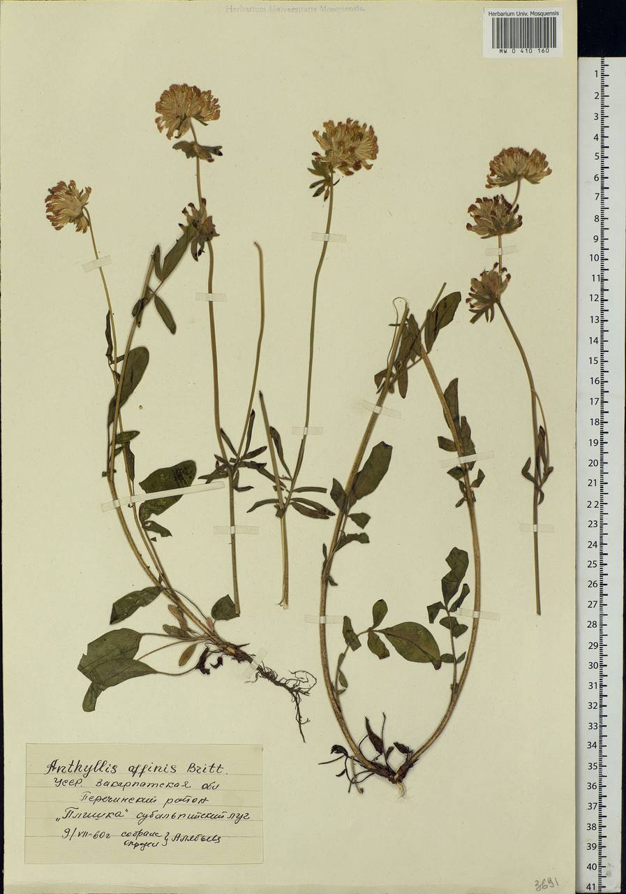 Anthyllis vulneraria subsp. carpatica (Pant.) Nyman, Eastern Europe, West Ukrainian region (E13) (Ukraine)