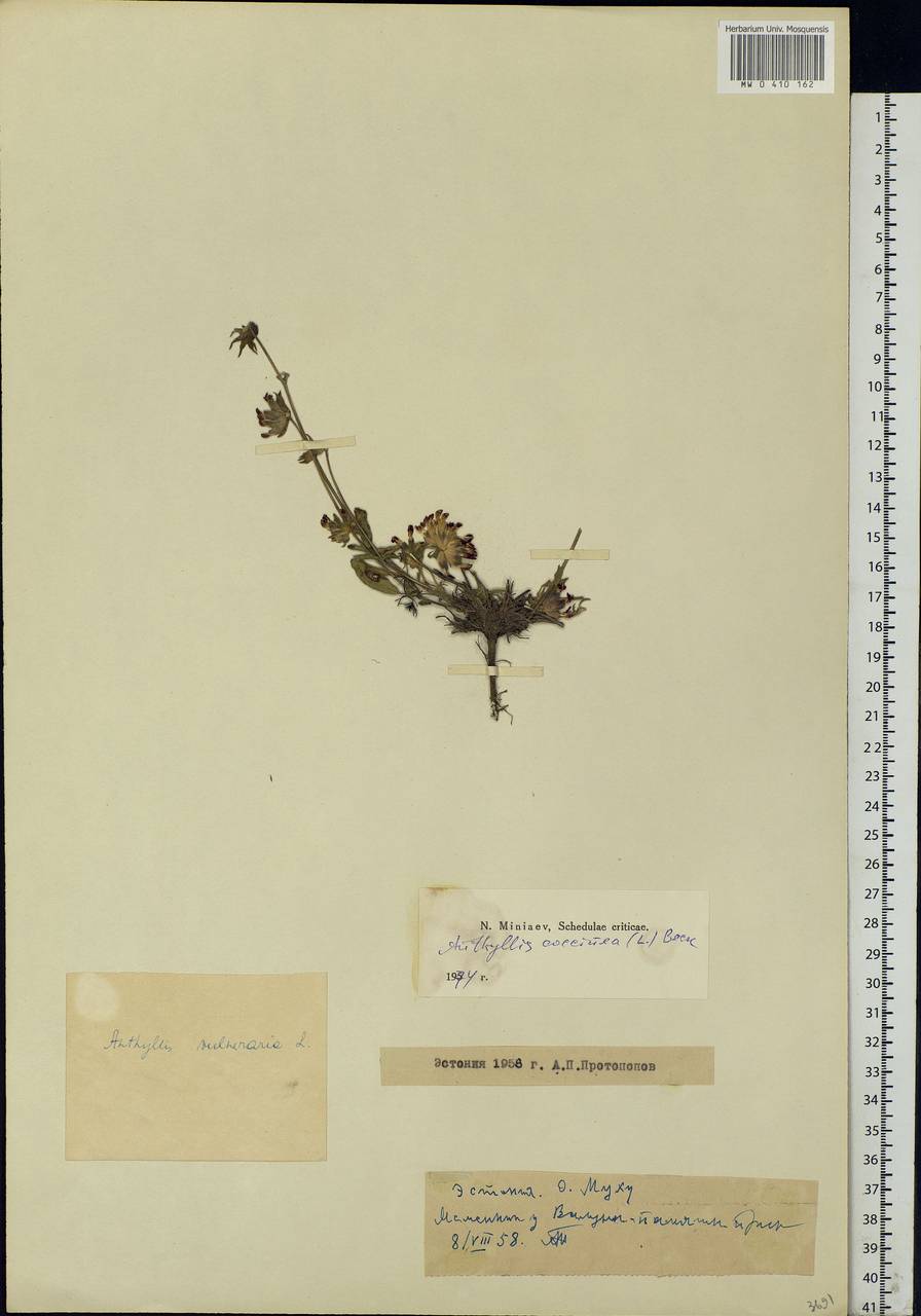 Anthyllis coccinea (L.)Beck, Eastern Europe, Estonia (E2c) (Estonia)