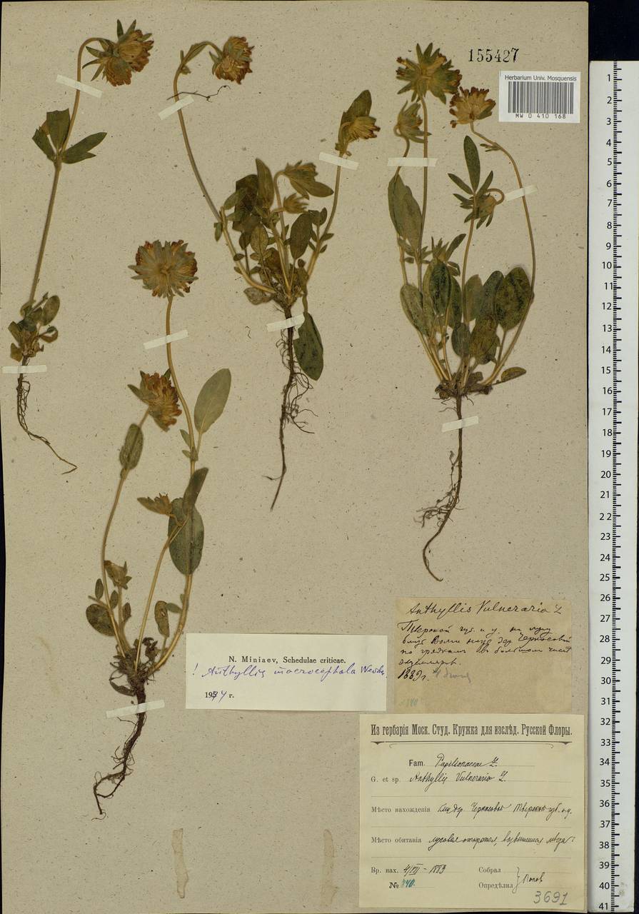 Anthyllis vulneraria subsp. polyphylla (DC.)Nyman, p.p., Eastern Europe, North-Western region (E2) (Russia)