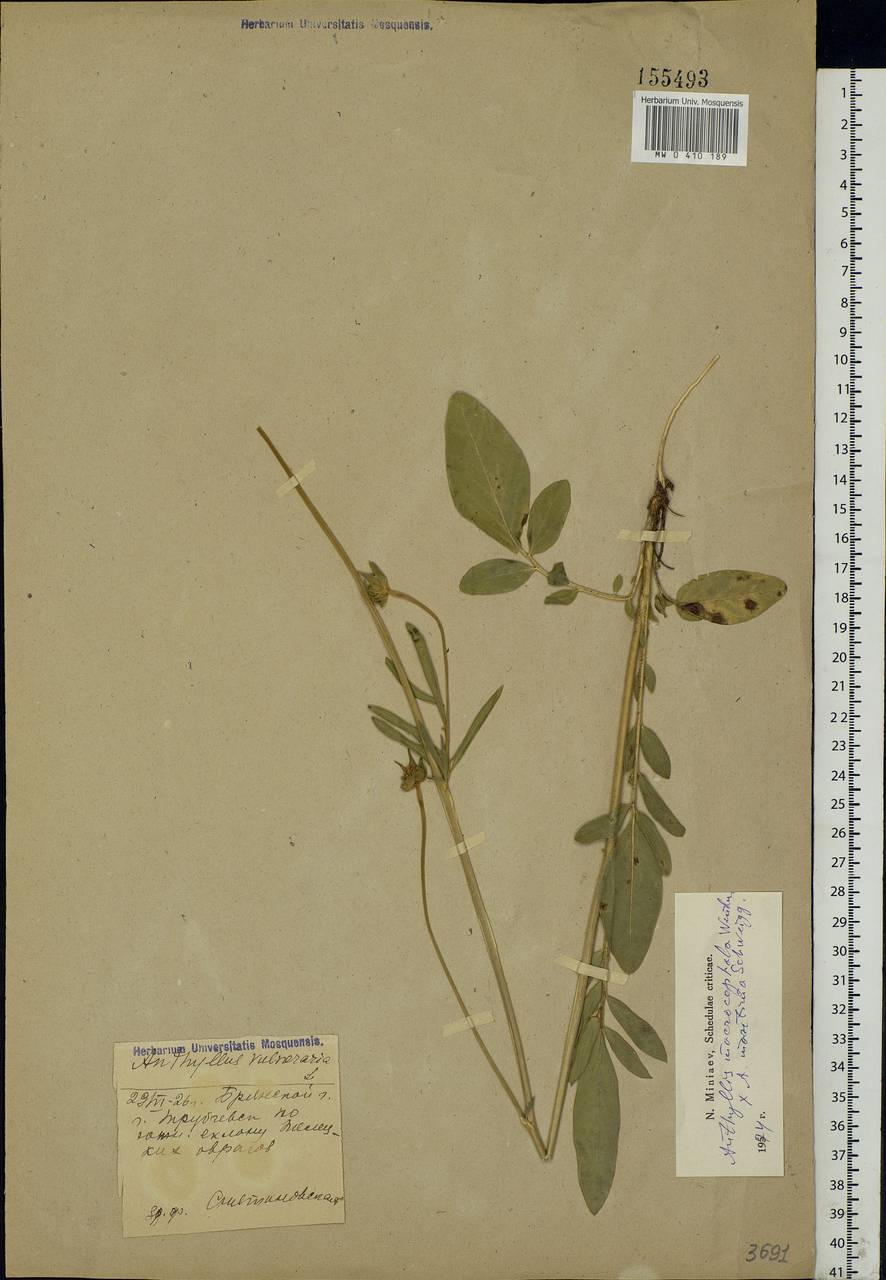 Anthyllis vulneraria subsp. polyphylla (DC.)Nyman, p.p., Eastern Europe, Western region (E3) (Russia)