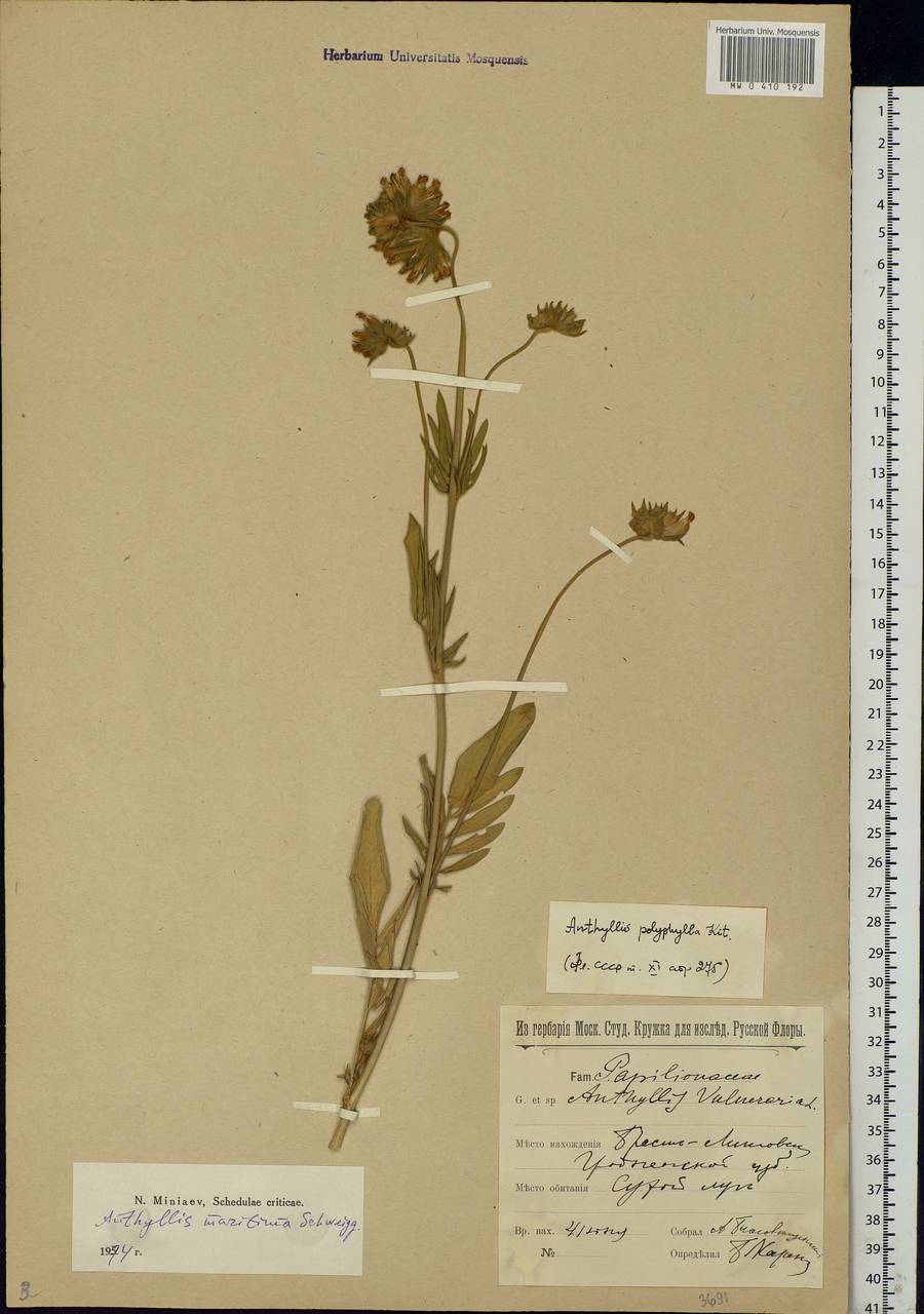 Anthyllis vulneraria subsp. polyphylla (DC.)Nyman, p.p., Eastern Europe, Belarus (E3a) (Belarus)