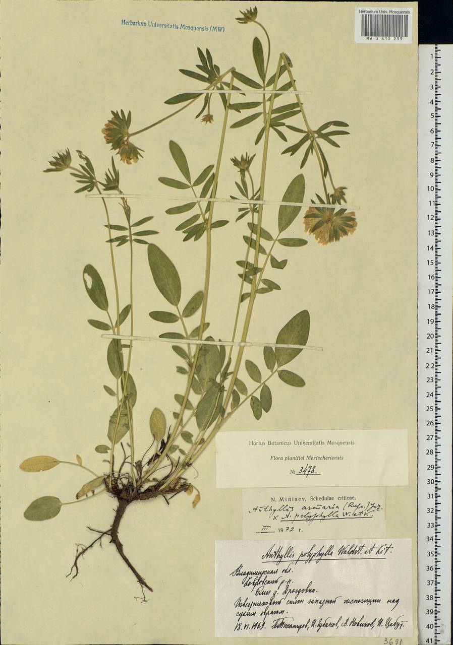 Anthyllis vulneraria subsp. polyphylla (DC.)Nyman, p.p., Eastern Europe, Central region (E4) (Russia)