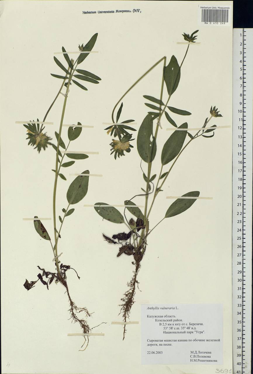 Anthyllis vulneraria subsp. polyphylla (DC.)Nyman, p.p., Eastern Europe, Central region (E4) (Russia)