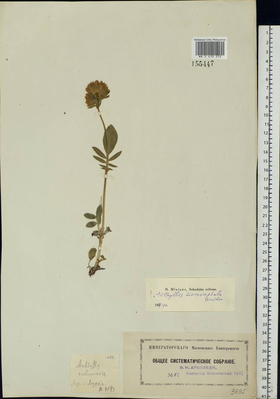Anthyllis vulneraria subsp. polyphylla (DC.)Nyman, p.p., Eastern Europe, Moscow region (E4a) (Russia)
