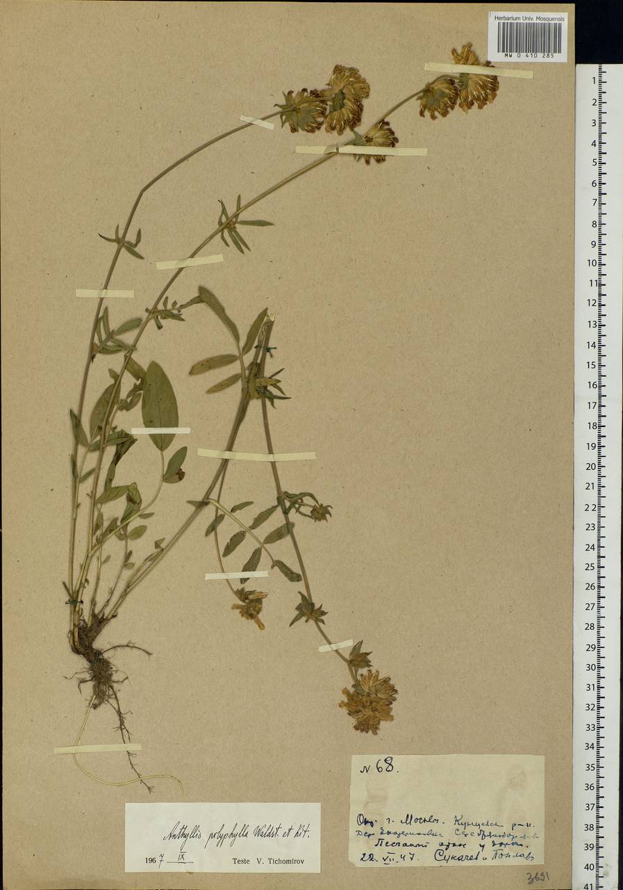 Anthyllis vulneraria subsp. polyphylla (DC.)Nyman, p.p., Eastern Europe, Moscow region (E4a) (Russia)