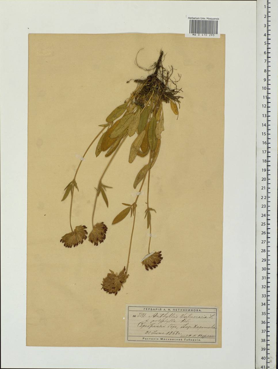 Anthyllis vulneraria subsp. polyphylla (DC.)Nyman, p.p., Eastern Europe, Moscow region (E4a) (Russia)
