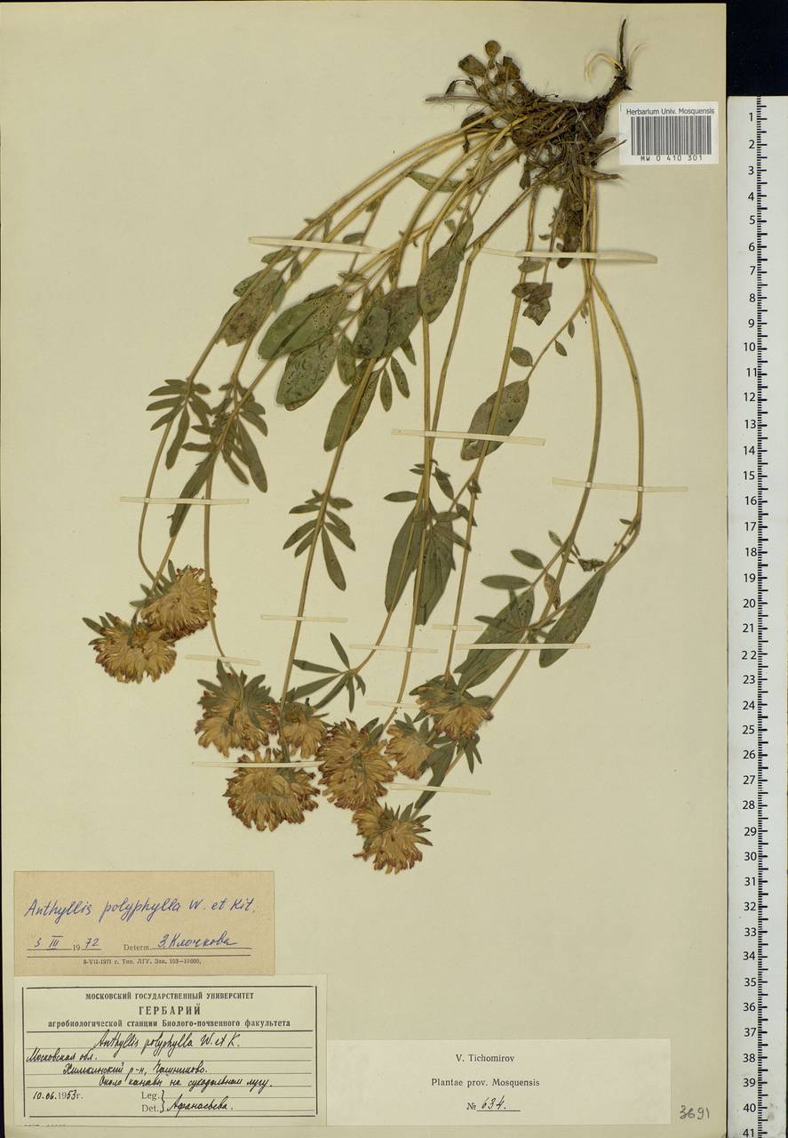 Anthyllis vulneraria subsp. polyphylla (DC.)Nyman, p.p., Eastern Europe, Moscow region (E4a) (Russia)