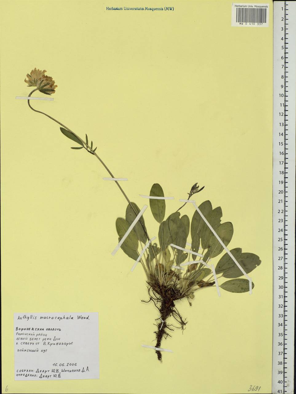 Anthyllis vulneraria subsp. polyphylla (DC.)Nyman, p.p., Eastern Europe, Central forest-and-steppe region (E6) (Russia)
