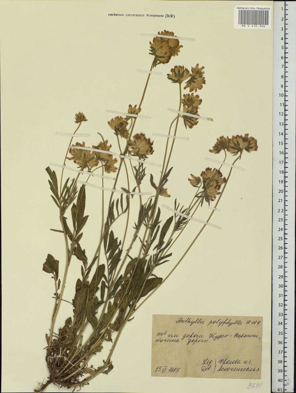 Anthyllis vulneraria subsp. polyphylla (DC.)Nyman, p.p., Eastern Europe, Central forest-and-steppe region (E6) (Russia)