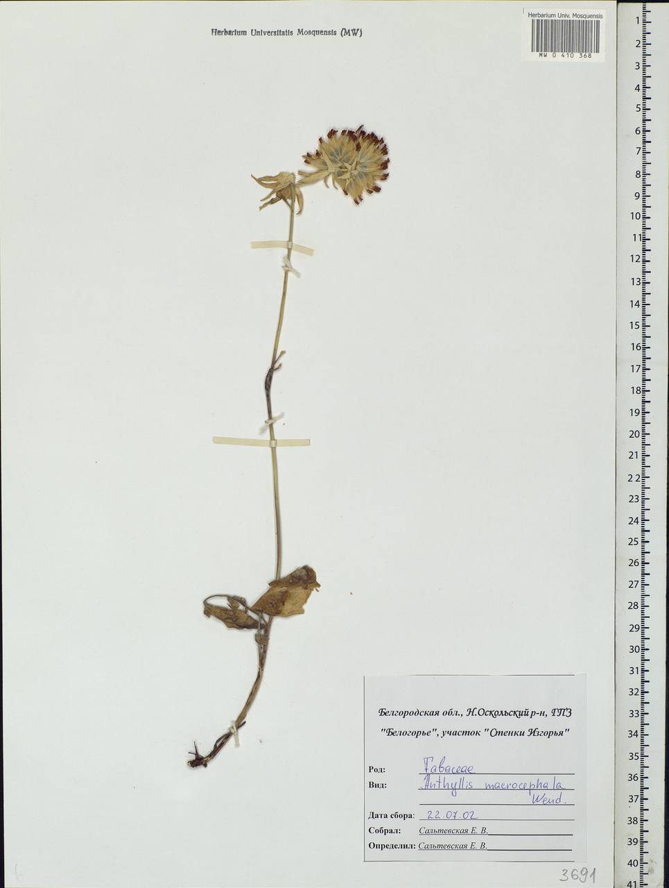 Anthyllis vulneraria subsp. polyphylla (DC.)Nyman, p.p., Eastern Europe, Central forest-and-steppe region (E6) (Russia)