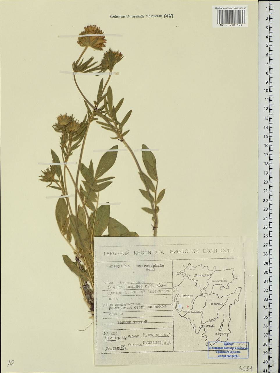 Anthyllis vulneraria subsp. polyphylla (DC.)Nyman, p.p., Eastern Europe, Eastern region (E10) (Russia)