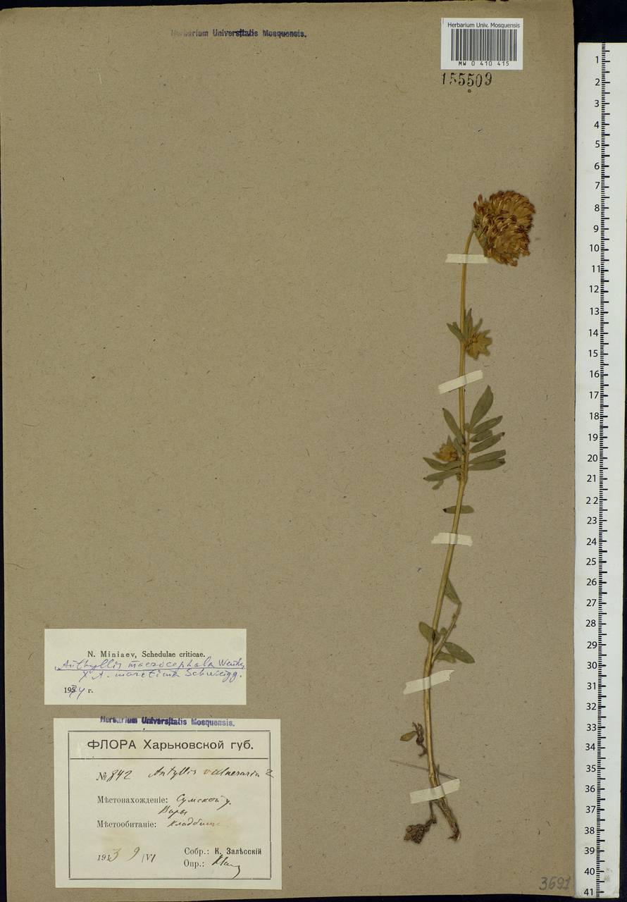 Anthyllis vulneraria subsp. polyphylla (DC.)Nyman, p.p., Eastern Europe, North Ukrainian region (E11) (Ukraine)