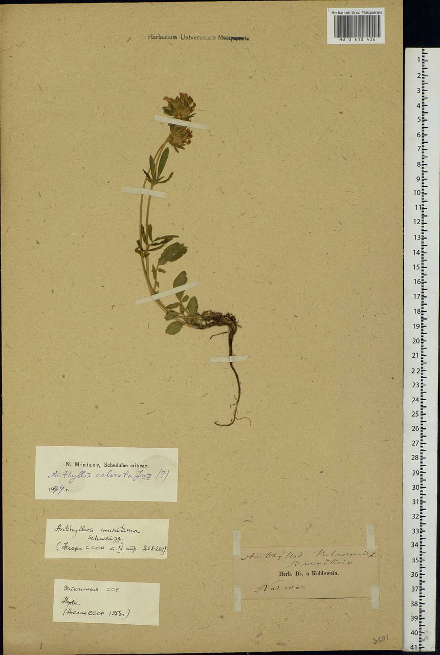 Anthyllis vulneraria subsp. maritima (Hagen)Corb., Eastern Europe, Estonia (E2c) (Estonia)