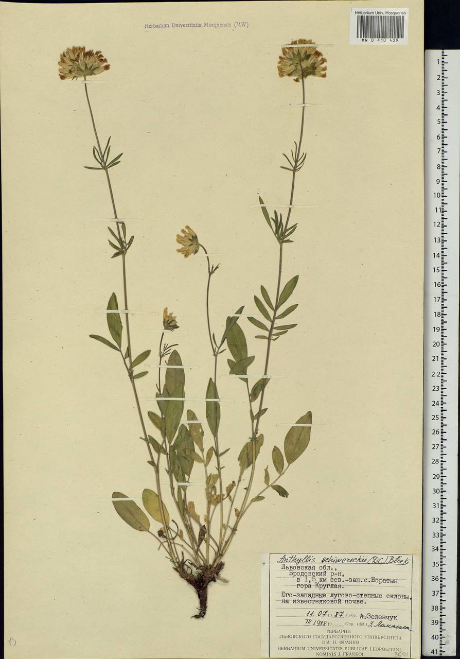 Anthyllis vulneraria subsp. polyphylla (DC.)Nyman, p.p., Eastern Europe, West Ukrainian region (E13) (Ukraine)