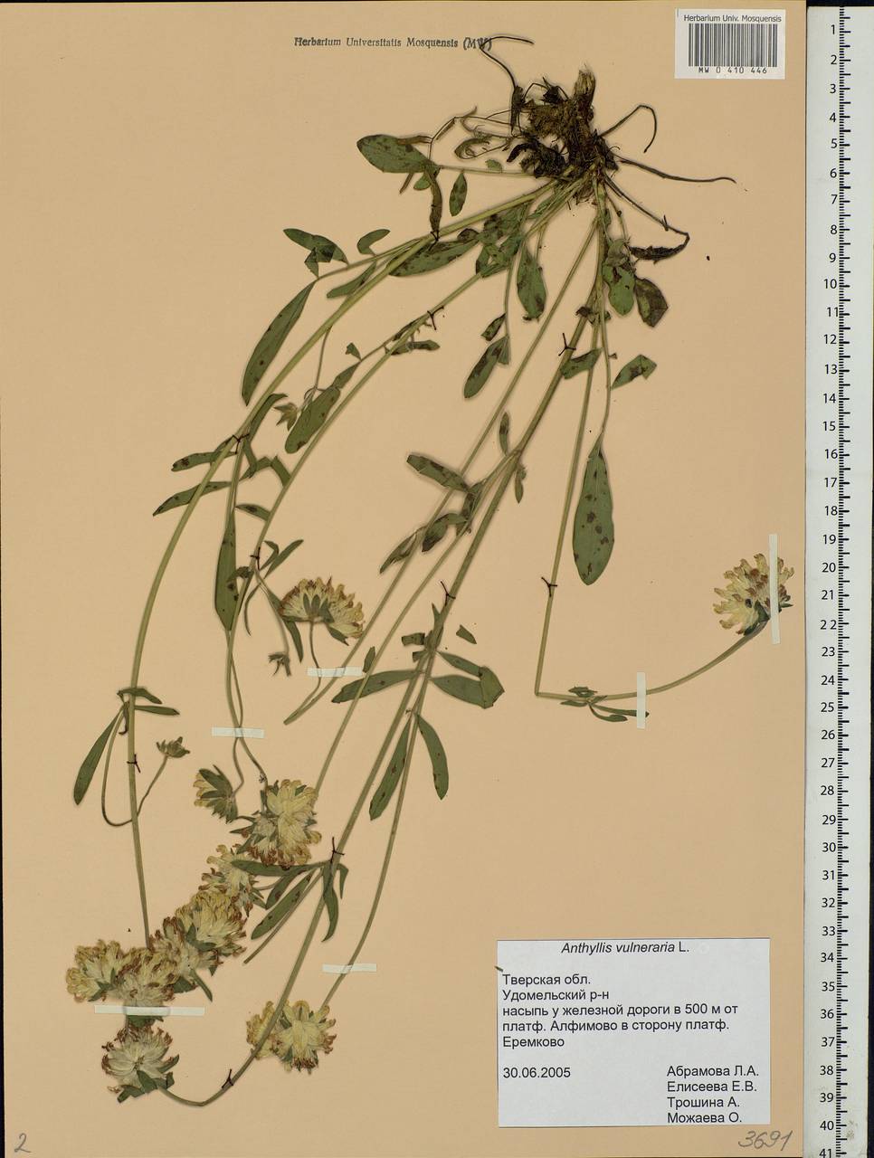 Anthyllis vulneraria L., Eastern Europe, North-Western region (E2) (Russia)