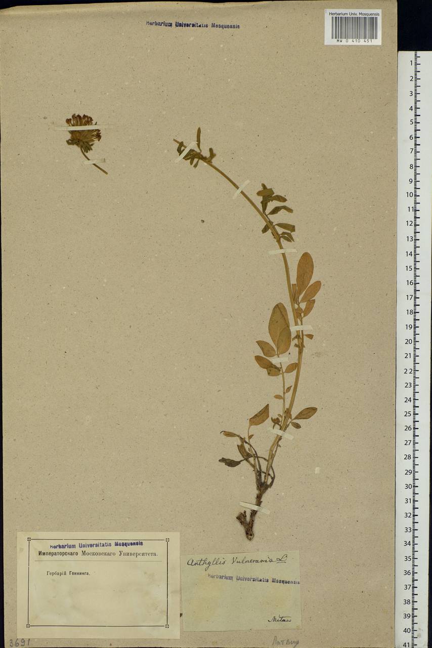 Anthyllis vulneraria L., Eastern Europe, Latvia (E2b) (Latvia)
