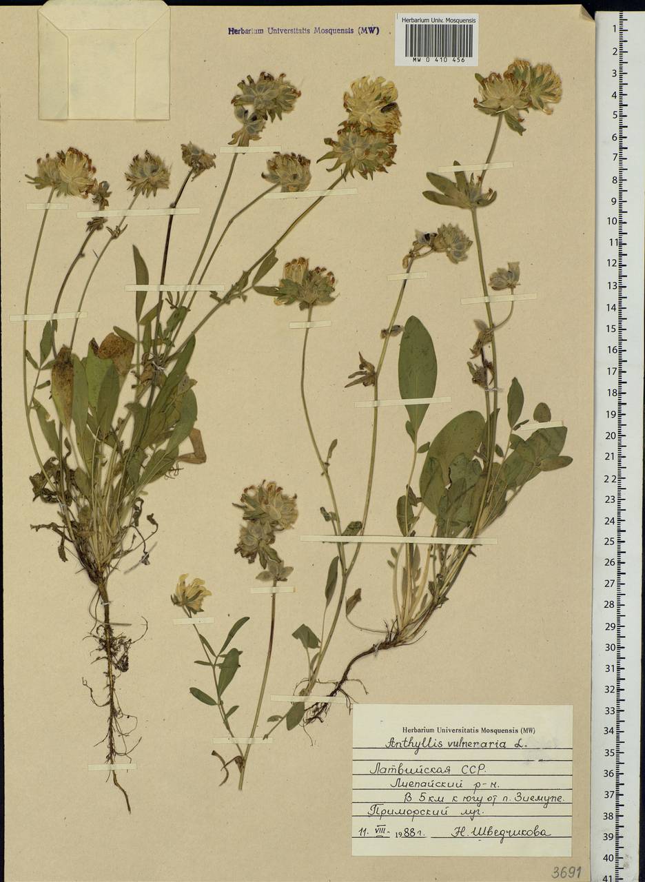 Anthyllis vulneraria L., Eastern Europe, Latvia (E2b) (Latvia)