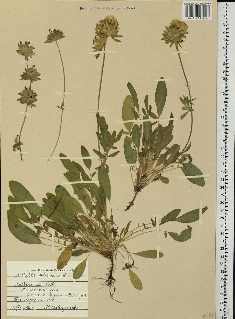 Anthyllis vulneraria L., Eastern Europe, Latvia (E2b) (Latvia)