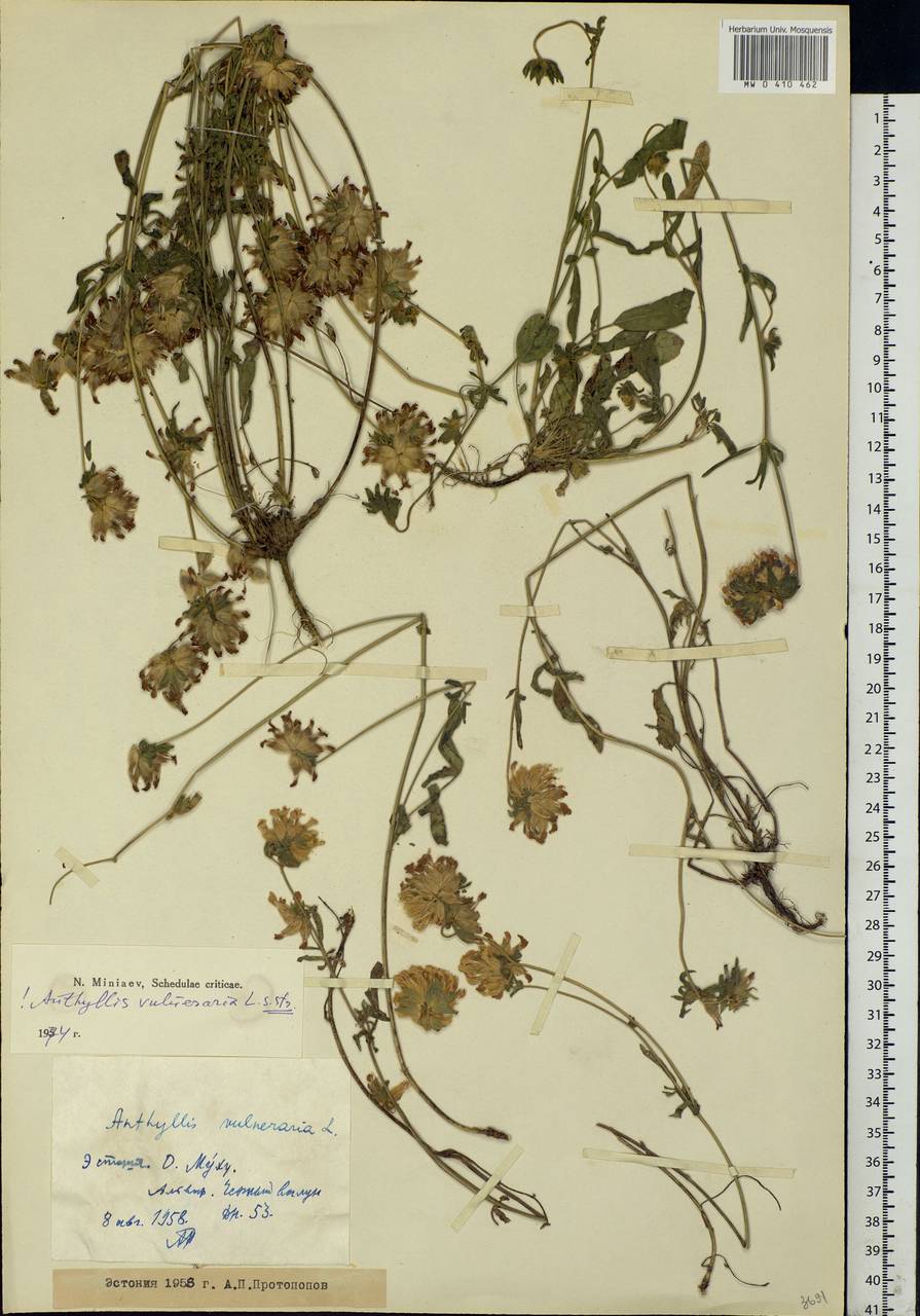 Anthyllis vulneraria L., Eastern Europe, Estonia (E2c) (Estonia)