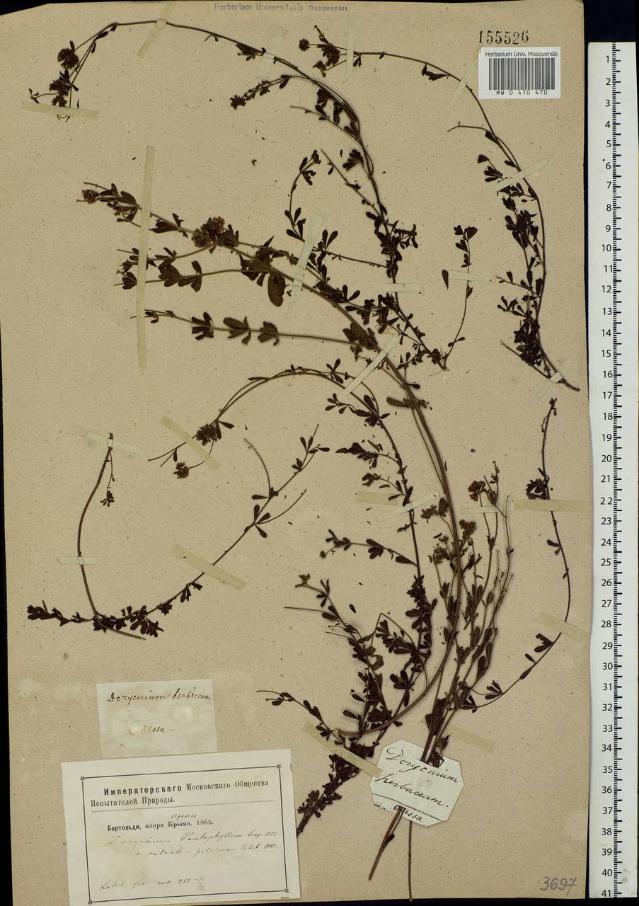 Dorycnium pentaphyllum subsp. herbaceum (Vill.)Rouy, Eastern Europe, South Ukrainian region (E12) (Ukraine)