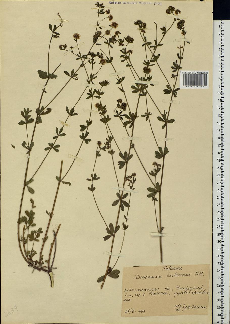 Dorycnium pentaphyllum subsp. herbaceum (Vill.)Rouy, Eastern Europe, West Ukrainian region (E13) (Ukraine)