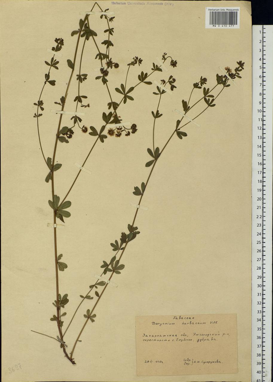 Dorycnium pentaphyllum subsp. herbaceum (Vill.)Rouy, Eastern Europe, West Ukrainian region (E13) (Ukraine)