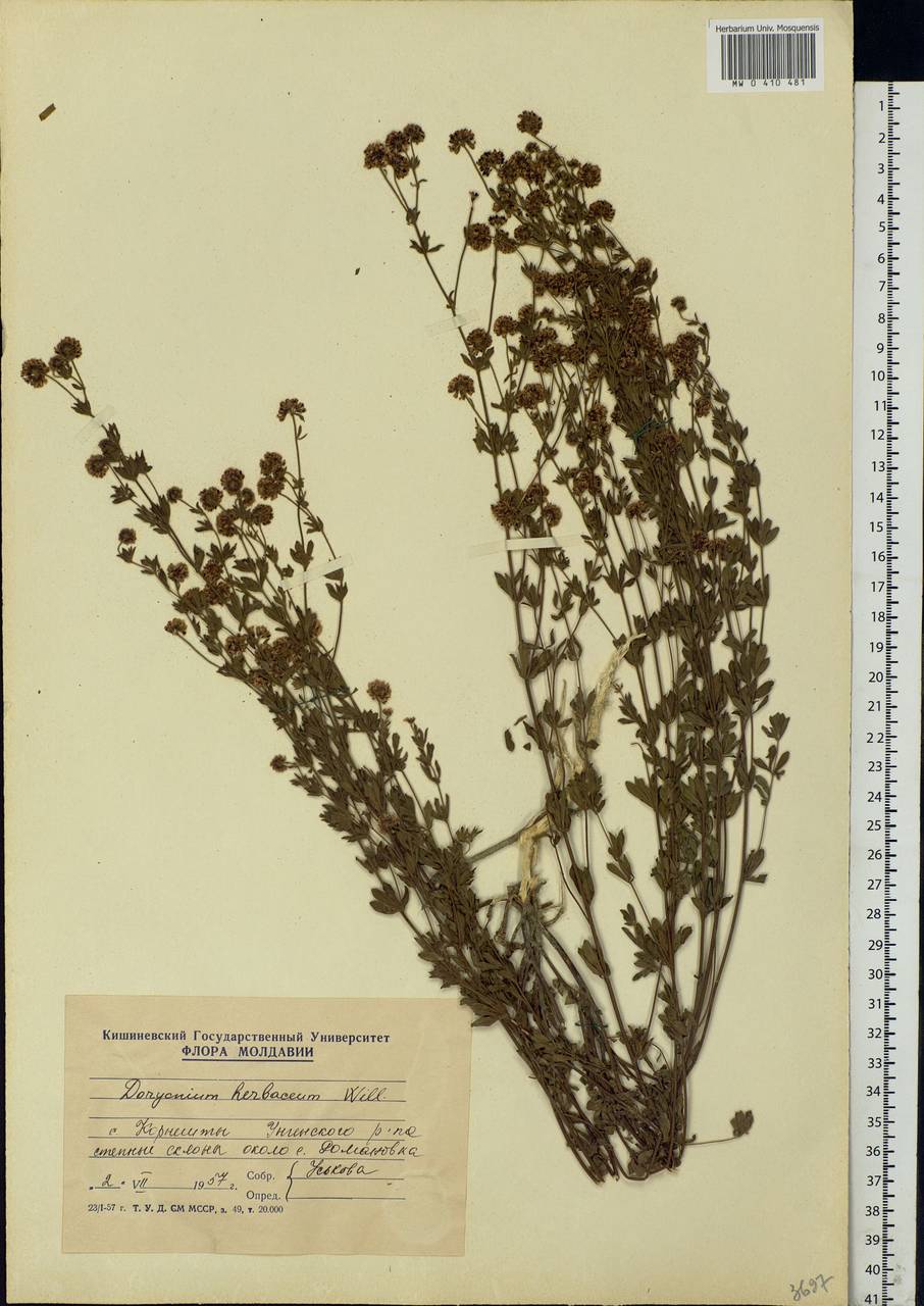 Dorycnium pentaphyllum subsp. herbaceum (Vill.)Rouy, Eastern Europe, Moldova (E13a) (Moldova)