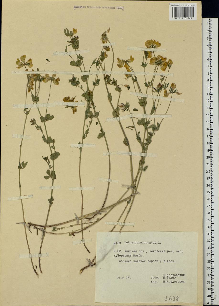 Lotus corniculatus L., Eastern Europe, Belarus (E3a) (Belarus)