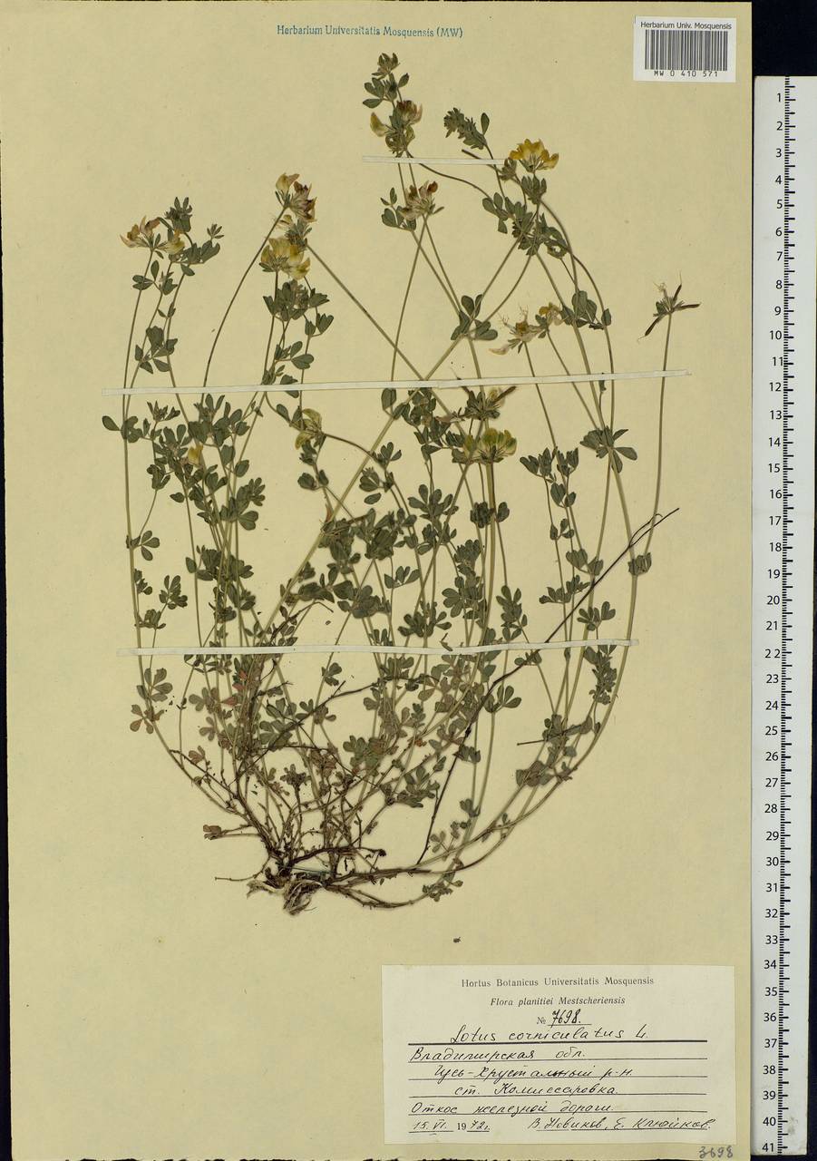Lotus corniculatus L., Eastern Europe, Central region (E4) (Russia)