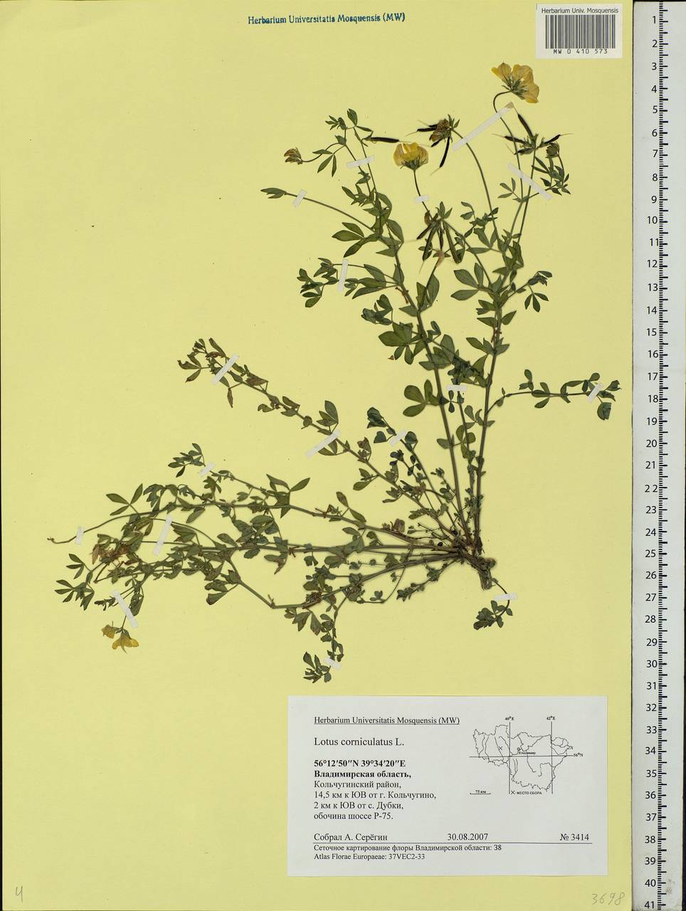 Lotus corniculatus L., Eastern Europe, Central region (E4) (Russia)