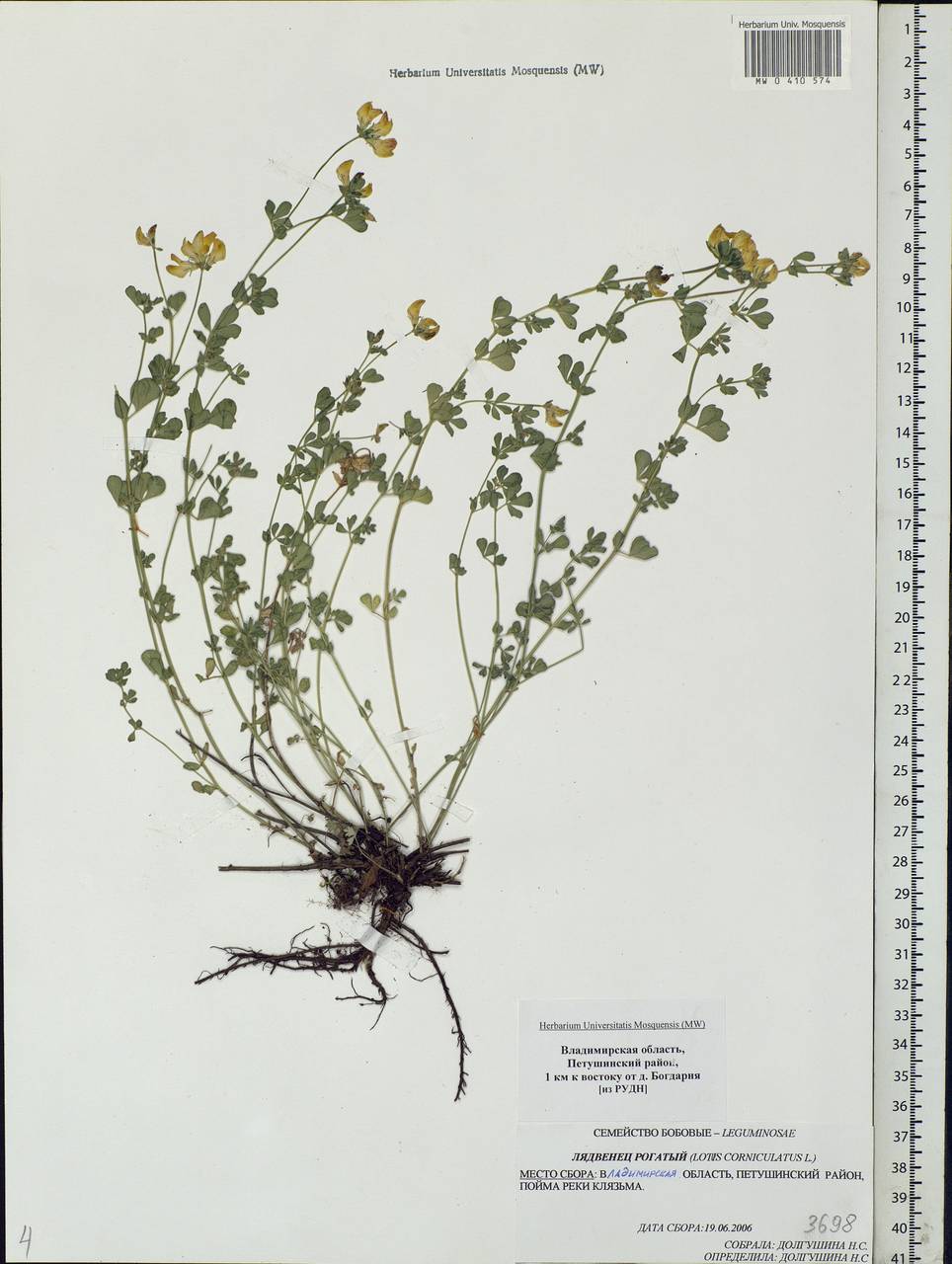 Lotus corniculatus L., Eastern Europe, Central region (E4) (Russia)